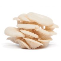 Wthite Oyster Mushrooms