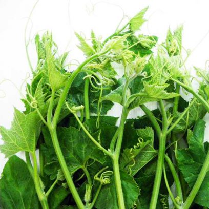 Chayote leaves