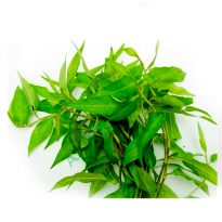 Laksa leaves