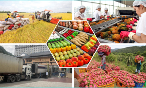 Quy trình và thủ tục xuất khẩu nông sản Việt Nam